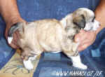 Polly Pupo-Haichi - PP female for sale