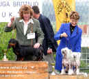Úspěšným párem Chinese Crested Dog byl i Akim Hvězda z Podmok a Belissa z Haliparku. 