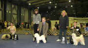 Best in Show speciln vstavy malch plemen 2005.