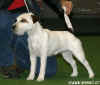 Mlad Parson Russell Terrier ns svm zbarvenm docela pobavil...