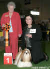 BOB Shih-tzu Male open class: Flash Showcase, owner: Sonja Grobelna, PL