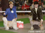 Champion class males: Cody z Haliparku (PP) + Nabab Germanika (HA)