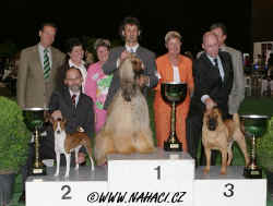 Vtz Best in Show afgnsk chrt, druh basenji a tet arpej