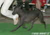 Xolo standard - Choh (Hoover), female, open class