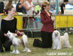 Nedln sout o CACIB ps / Sunday competition CACIB dogs Atomix + Cody