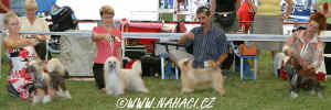 BOB competition - Kim (HPJ), Cody (CACIB, BOB), Gizela (HPJ), Atalante (CACIB)