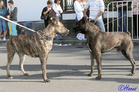 CACIB Grand Ribera 2006