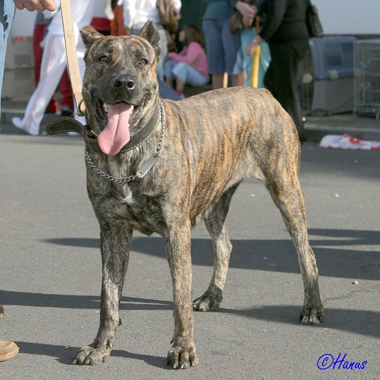 CACIB Grand Ribera 2006