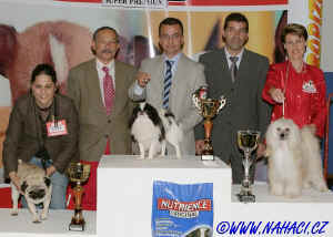 BIG IX. - res. BIG Chinese Crested Dog Ich. CODY z Haliparku, owner L. Brychtová,  judge: F.M. Rodrigues, PT 
