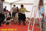 BOB competition Sunday CACIB show