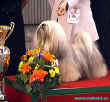 Vtz Best in Show ATK - maarsk lhasa apso.