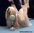 ast vtz vrcholnch sout - lhasa apso.