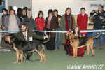 Bloodhoundi v CoC v soutěži plemene