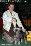 Orchidey Orca od Chlpk - Junior Best of Breed, own: Bregenzer, Austria