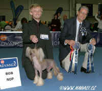 BOB - Chinese Crested Dog - Nabab Germanika, maj. Ostrowski Adam, Poland