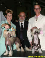 BOB+CACIB female Ich. Gessi Modr kvt, judge Petru Muntean, CACIB male Youre my Man of Honeycroft